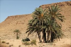 Plants - Sahara Desert