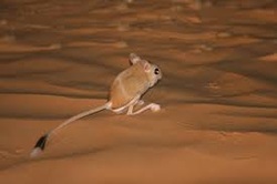 Animals - Sahara Desert